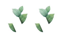 M. Y. Banana Suppliers