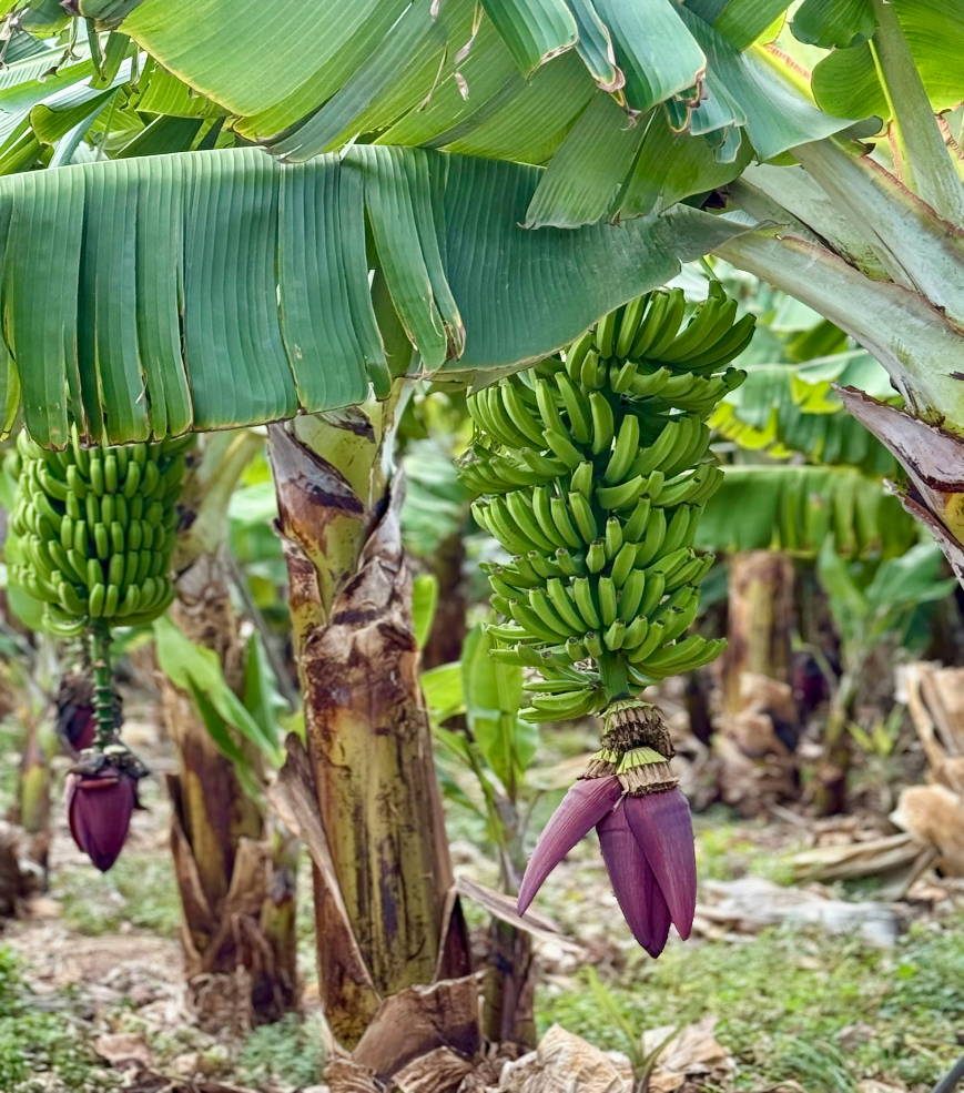 M. Y. Banana Suppliers